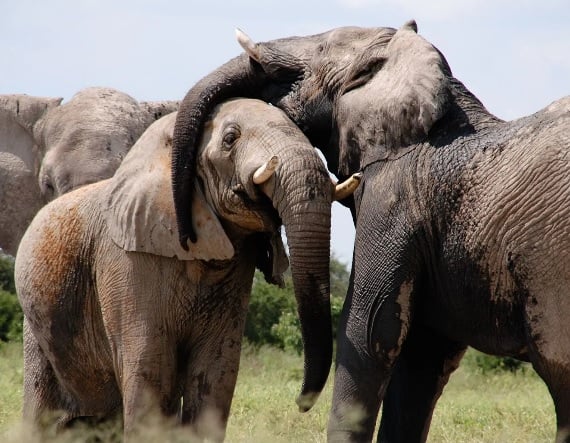 5 Day Live Wild And Conserve: A Greater Kruger Safari Adventure